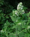 Catnip , Catmint,cat-mint ,پونه سای گربه ای,علف گربه
